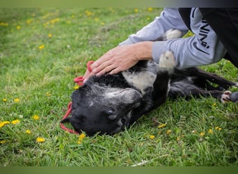 ROLFI - der liebe und zugängliche ältere Rüde sucht ein tolles Zuhause