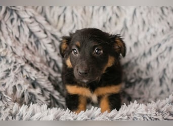 Welpe FLORI - ich träume davon, mit meinen Menschen die Welt zu entdecken!