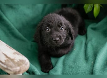 Welpe Chip Nr. 254222 - kuscheln, lernen, spielen... wer schenkt mir ein liebevolles Zuhause?