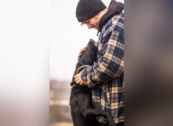 MIRAN - der aktive, zugängliche Rüde sucht eine hundeerfahrene, unternehmungslustige Familie!