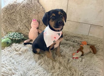 Welpe Chip Nr. 264199 - wer verliebt sich in die kleine Maus und schenkt ihr ein tolles Zuhause?