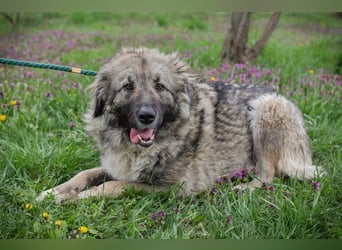 SKADI - die fröhliche und brave Hündin sucht ein tolles Für-Immer Zuhause!