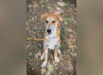 SVEN - wer schenkt mir ein Zuhause und zeigt mir die Welt?