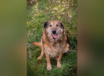 MICK - der liebe und neugierige Senior möchte in Ruhe bei seiner Familie ankommen