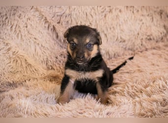 Welpe TWIX - wer verliebt sich in die kleine Maus und schenkt ihr ein liebevolles Zuhause?