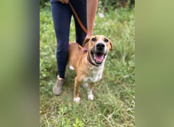 ROXY - die ausgeglichene, gesellige Hündin möchte DEIN Herz erobern!