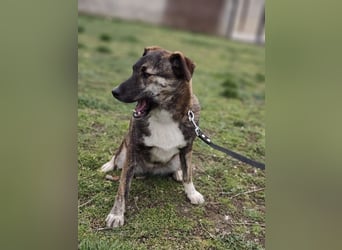 LUCY - die liebe und freundliche Hündin sucht eine unternehmungslustige Familie!