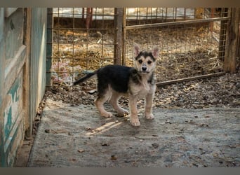 Welpe Chip-Nr. 271622- die kleine Maus sucht einen Namen und am liebsten auch gleich ein Zuhause!