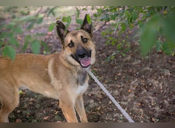 Chip 289818 - Junger Mann sucht ein aktives Zuhause