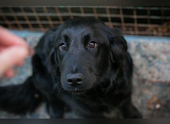 LIBERTY - die fröhliche, aufgeschlossene Hündin träumt von einem liebevollen Zuhause