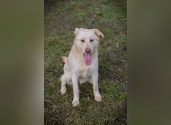 CAMILLA - das hübsche Mädchen wartet sehnsüchtig auf ein eigenes Für-Immer Zuhause