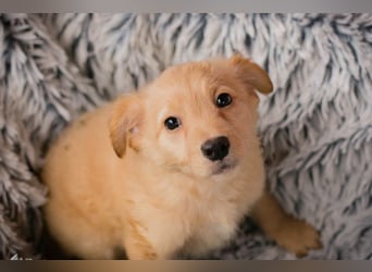 Welpe LAETIZIA - Hallo, kleine Maus! Heute schon geknuddelt?