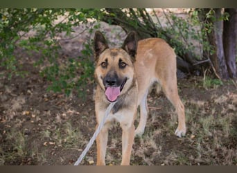 Chip 289818 - Junger Mann sucht ein aktives Zuhause