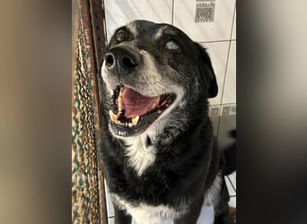 ROLFI - der liebe und zugängliche ältere Rüde sucht ein tolles Zuhause