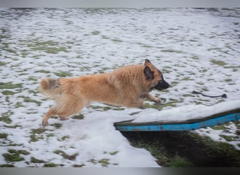HEROY - der aktive, fröhliche Rüde freut sich auf eine tolle Zeit mit seinen Menschen!