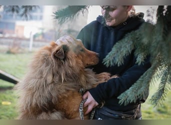 Chip-Nr. 259433  - der hübsche, menschenbezogene Rüde sucht ein liebevolles Zuhause!