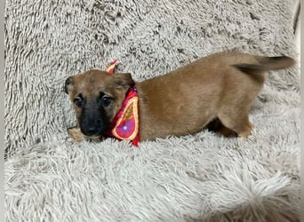 Welpe Chip-Nr. 273268 - welche liebe Familie zeigt mir, wie schön ein Hundeleben sein kann?