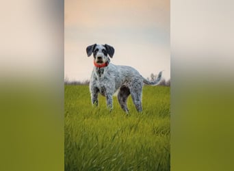 TIA - diese wunderbare Familienhündin freut sich auf Menschen mit viel Zeit