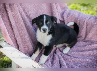 Welpe ORIANA - das süße, neugierige Mädchen wartet sehnsüchtig auf eine eigene Familie