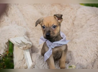 Welpe AMARETTO - kuscheln, spielen, lernen - wer zeigt mir, wie schön ein Hundeleben sein kann?