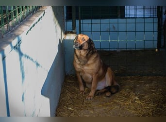 MAILA - die vorsichtige, liebe Hündin möchte so gerne ein Teil DEINER Familie sein!