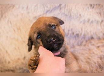 Welpe DUPLO - ich wünsche mir eine Familie, die mich liebt und nie mehr alleine lässt!