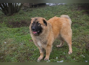 HEROY - der aktive, fröhliche Rüde freut sich auf eine tolle Zeit mit seinen Menschen!