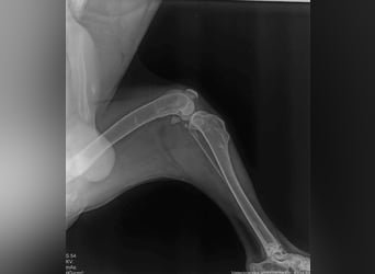 MARLI - der aktive, aufgeschlossene Rüde wartet sehnsüchtig auf eine eigene Familie!