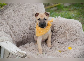 Welpe Chip-Nr. 272005 - ich freue mich darauf, mit meinen Menschen die Welt zu entdecken!