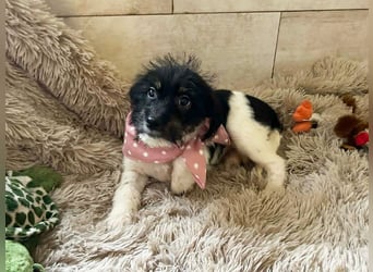 Welpe Chip-Nr. 275733 - ich bringe eine große Portion Leben und Frohsinn in dein Zuhause!