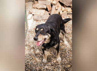 JAX - wer zeigt dem gemütlichen, zugänglichen und braven Rüden, wie schön das Leben sein kann?