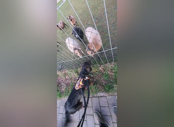 AKKI ist bereits in Deutschland auf Pflegestelle. Zum Kennenlernen können Sie ihn besuchen
