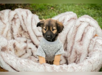 Welpe ARNIE - ich freue mich auf tolle Abenteuer mit meiner Familie!