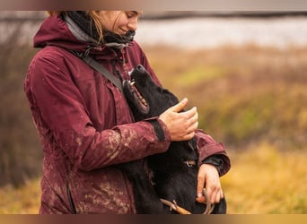 MIRAN - der aktive, zugängliche Rüde sucht eine hundeerfahrene, unternehmungslustige Familie!
