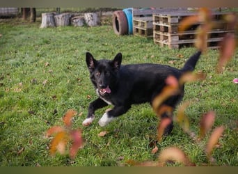 SENTA - diese tolle Begleiterin sucht ein liebevolles Für-Immer Zuhause