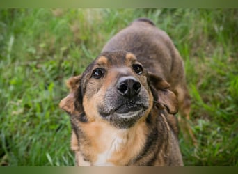 SANAJ - der liebe Rüde mag die Menschen und sehnt sich nach Aufmerksamkeit, Zärtlichkeit und Wärme.