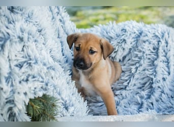 Welpe BRADY - das kleine Kerlchen freut sich auf sein eigenes Zuhause!