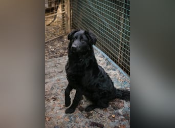 OLE - black is beautiful - der lustige und brave Junge sucht ein tolles Für-Immer Zuhause!