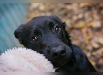 BARNEY - black is beautiful - ich träume von tollen Abenteuern mit meinen Menschen