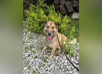 ALEX - der freundliche und liebe Rüde möchte gerne beachtet und umsorgt werden
