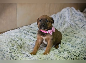 Welpe Chip Nr. 265124 - knuddeln, lernen, spielen - schenkst du mir dein Herz und ein Zuhause?