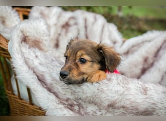 Welpe Chip Nr. 265519 - wer verliebt sich in mich und schenkt mir ein liebevolles Zuhause?