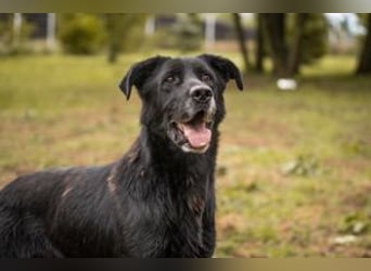 HANS - auf der Suche nach einer tollen Familie - der freundliche Rüde Hans!