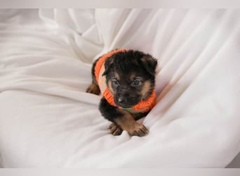 Welpe BUENO - wenn ich groß bin möchte ich eine richtige Familienhündin sein!