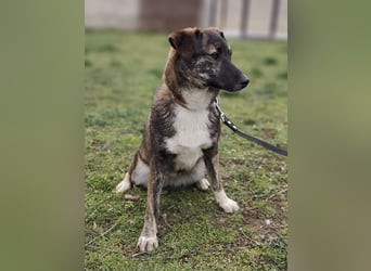 LUCY - die liebe und freundliche Hündin sucht eine unternehmungslustige Familie!