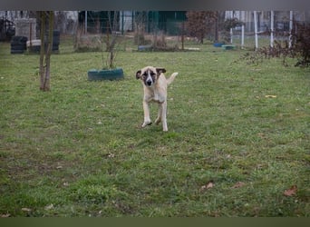 GUNTER - der süße Junghund freut sich auf tolle Abenteuer mit seinen Menschen!
