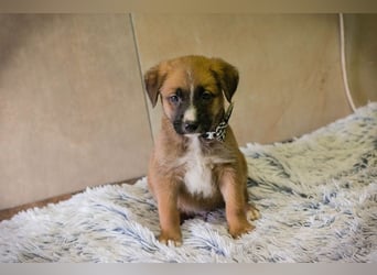 Welpe Chip-Nr. 256861 - ich suche einen Namen und am besten auch gleich ein eigenes Zuhause!