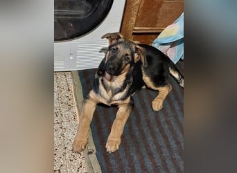 Welpe BUENO - wenn ich groß bin möchte ich eine richtige Familienhündin sein!