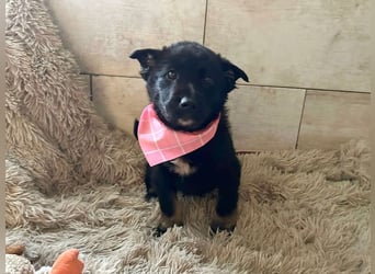 Welpe MIRA - na, kleines Mädchen, heute schon geknuddelt?