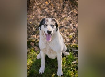 FLY - die nette und aufgeschlossene Hündin liebt Menschen und andere Hunde